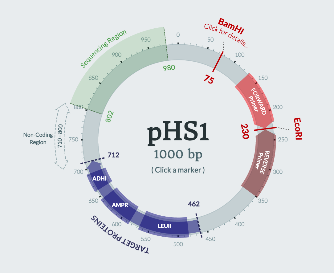 add pieces in to plasmid maps snapgene viewer